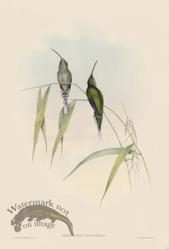 Gould Hummingbird 030